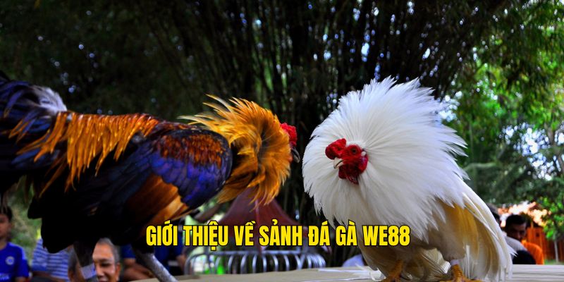Giới thiệu về sảnh đá gà We88